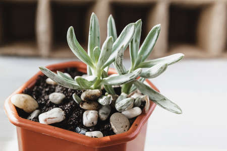 Various Type of Succulent Flowering House Plants Backgroundの写真素材