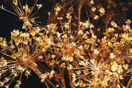 Dried autumn flowers bouquet at home close upの写真素材