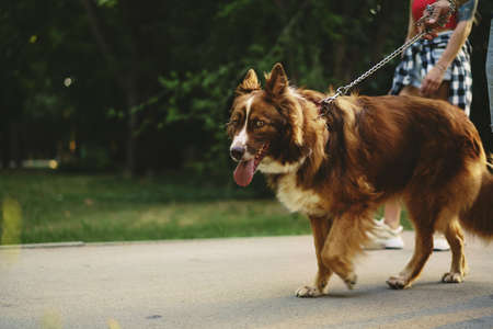 Border Collie dog on a walk in park with its female owner