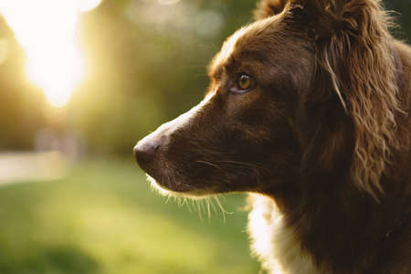 Close up portrait of Border Collie dog in parkの写真素材