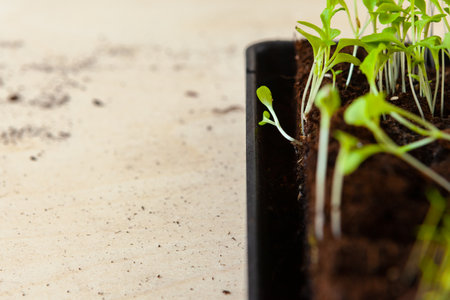 Small green sprouts in pot close up
