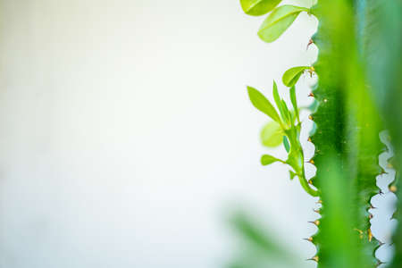Close up of house plant branch with leaves in sunlight
