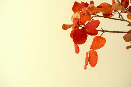Cropped image of decorative dried plant branches