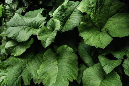 Large burdock leaves in the forest close upの写真素材