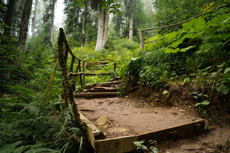 Scenic path with wooden stairs in green forestの写真素材