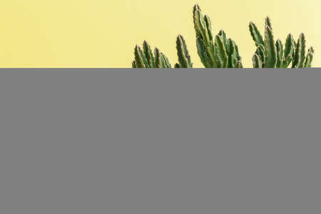 succulent plant on a yellow background.の写真素材