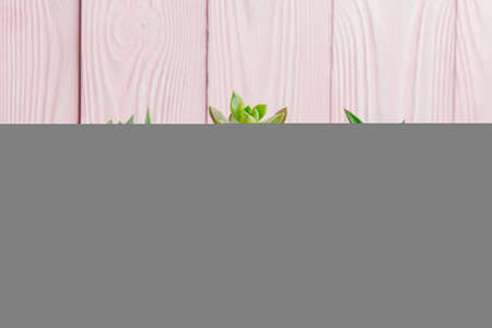 Green succulents on pink wooden background.の写真素材