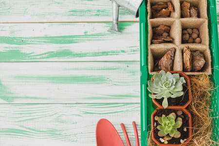 Small succulent plants are ready for transplantation close up on wooden backgroundの写真素材