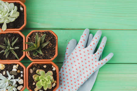Small succulent plants are ready for transplantation close up on wooden backgroundの写真素材