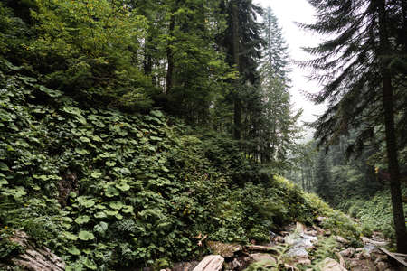 Deep green autumn overgrown forest for background