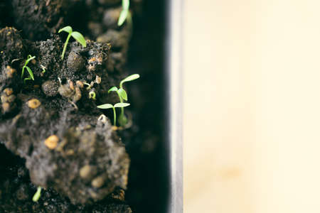 green seedling growing out of soil