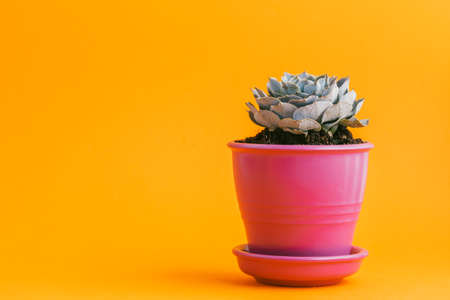 succulent plant on a yellow background.の写真素材
