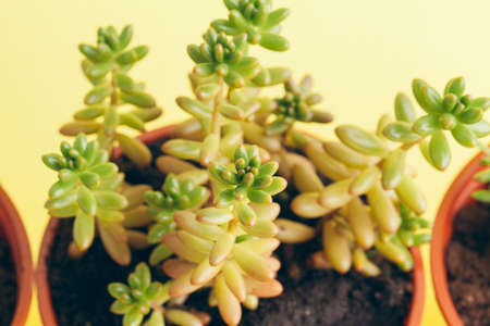 succulent plant on a yellow background.の写真素材
