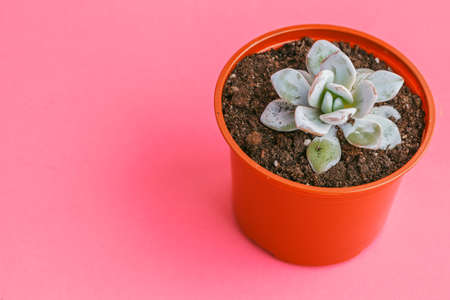 Succulent plants on pastel pink background. Flat lay.の写真素材