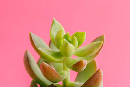 Succulent plants on pastel pink background. Flat lay.の写真素材