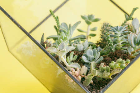 succulent plant on a yellow background.の写真素材