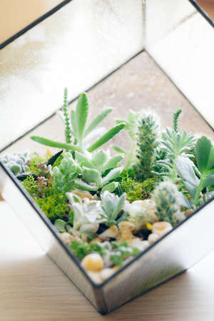 Close up of a glass florarium vase with succulent plants and small cactus ingeometric potの写真素材