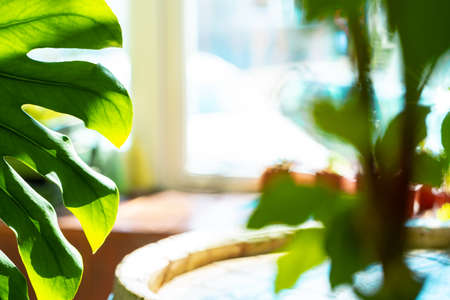 Close up of house plant branch with leaves in sunlightの写真素材