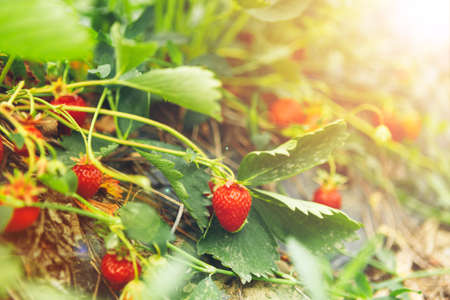 Strawberries on strawberry plant close up in the morning lightの写真素材