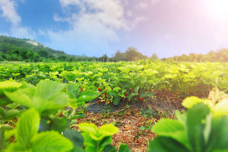 Strawberry bushes on strawberry field in a farmの写真素材
