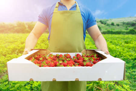 Unrecognizable man holding a box with fresh ripe strawberries in a filedの写真素材
