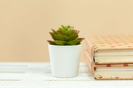 Little house plant in pot on wooden table close up copy spaceの写真素材