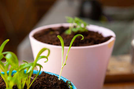 Small green sprouts in pot close upの写真素材