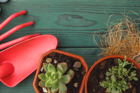 Succulent transplantation process. Mini sprouts and gardening accessories