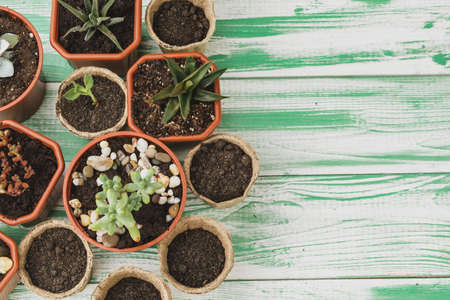 Close up of succulent home plant collection on wooden tableの写真素材