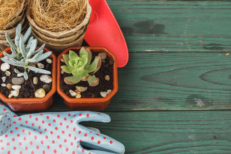 Succulent transplantation process. Mini sprouts and gardening accessoriesの写真素材