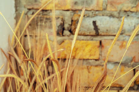 Cropped image of decorative dried plant branches