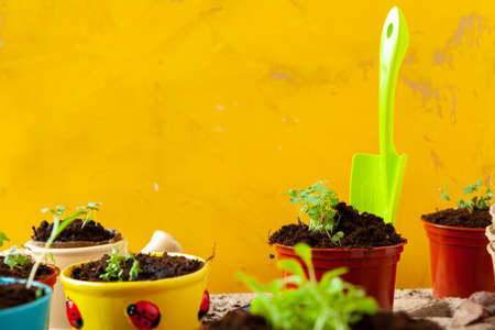 Work in the garden, planting pots close upの写真素材