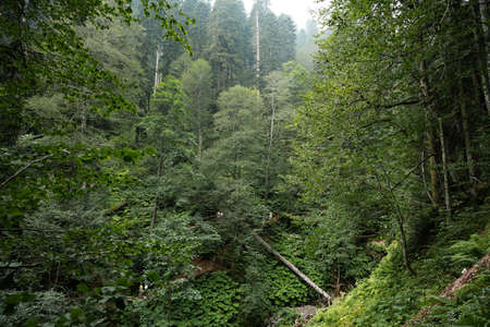 Deep green autumn overgrown forest for background