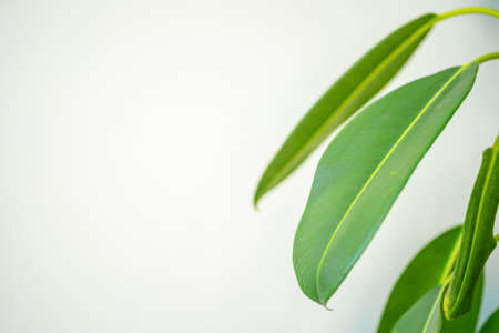 Close up of house plant branch with leaves in sunlightの写真素材