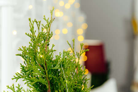 Cropped image of a Small Christmas tree in a potの写真素材