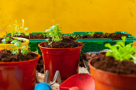 Work in the garden, planting pots close upの写真素材