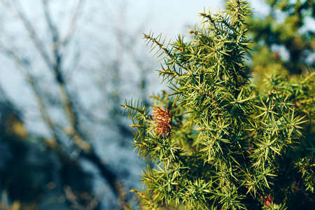 Green juniper bush branches in sunlight, backgroundの写真素材
