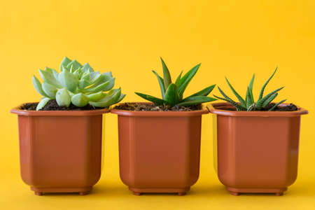 Succulent house plant small sprouts on a yellow background