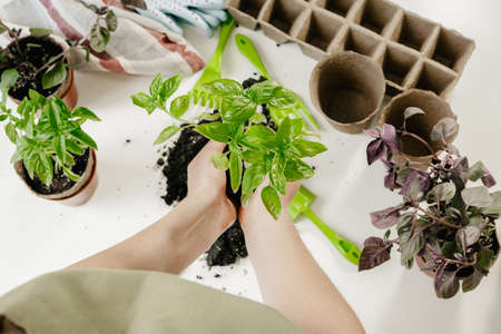 Gardening at home. Womans hands with sprout table