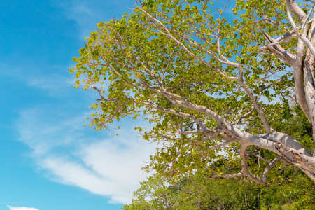 Forest tree shadow sunlight view. Spreading tree branchの写真素材