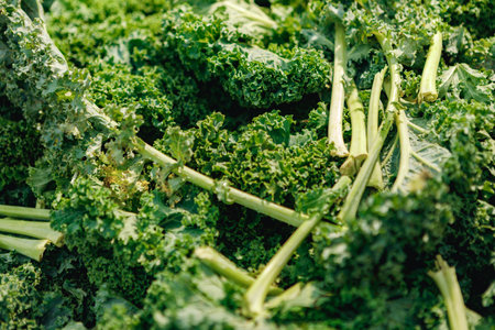 Salad background, pile of fresh green salad leavesの写真素材