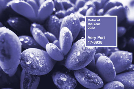 Succulent plant, abstract purple toned floral backgroundの写真素材