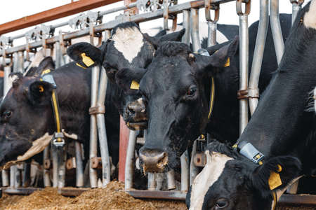 Black and white spotty cows on a farmの写真素材