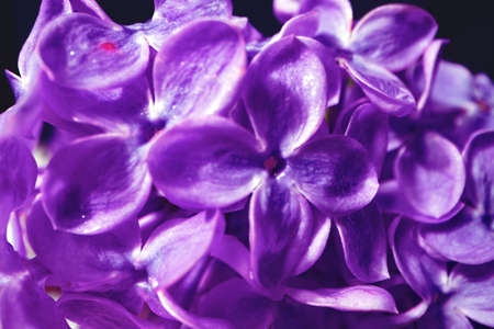 Macro image of spring lilac violet flowersの写真素材