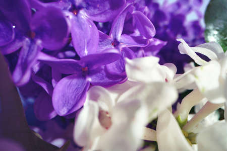 Macro image of spring lilac violet flowersの写真素材