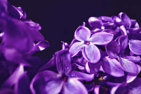 Macro image of spring lilac violet flowersの写真素材