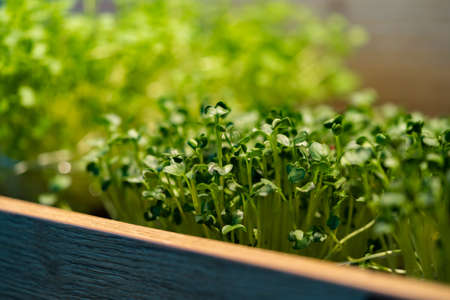 Close up of fresh pea microgreen sprouts