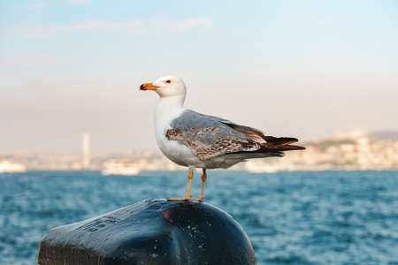 Seagull bird standing on the seashore rock in Istanbul.の写真素材