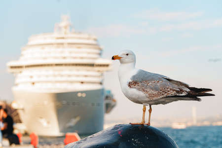 Seagull bird standing on the seashore rock in Istanbul.の写真素材