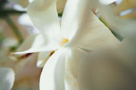 Macro image of spring lilac violet flowersの写真素材